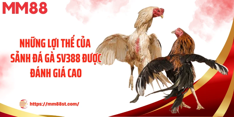 Những lợi thế của sảnh đá gà SV388 được đánh giá cao