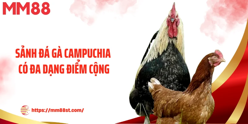 Sảnh đá gà Campuchia có đa dạng điểm cộng