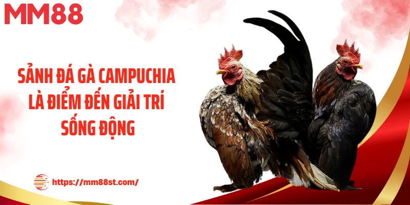 Sảnh đá gà Campuchia là điểm đến giải trí sống động