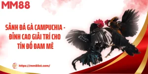 Sảnh Đá Gà Campuchia - Đỉnh Cao Giải Trí Cho Tín Đồ Đam Mê