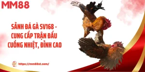 Sảnh Đá Gà Sv168 - Cung Cấp Trận Đấu Cuồng Nhiệt, Đỉnh Cao