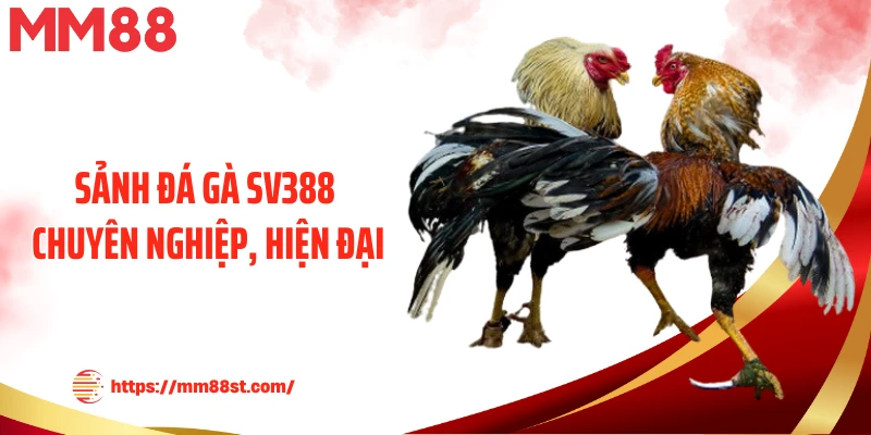 Sảnh đá gà SV388 chuyên nghiệp, hiện đại